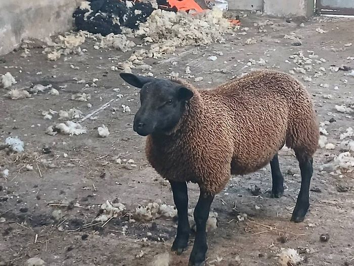 Rams and ewe lambs