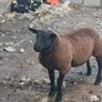 Rams and ewe lambs Image 2