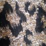 Leopard print cropped trousers Image 8
