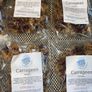 Irish moss organic Carrageen seaweeds 100 % natural superfood Image 4