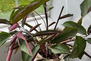 Indoor plant