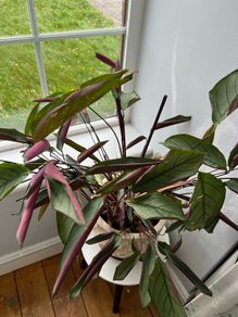 Indoor plant