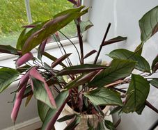 Indoor plant