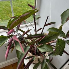 Indoor plant