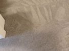 Professional Carpet and Upholstery Cleaning Image 5