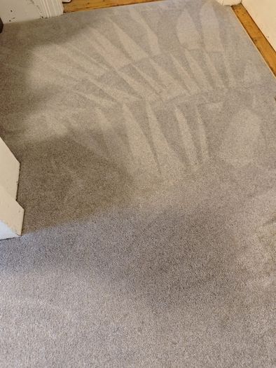 Professional Carpet and Upholstery Cleaning