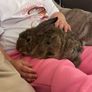 Rabbit Image 2