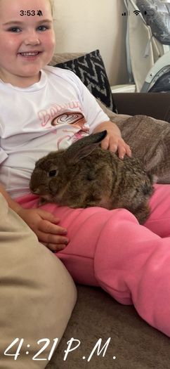 Rabbit