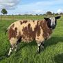 Dutch Spotted Ram lamb Image 4