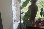 Giant bird of Paradise