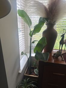 Giant bird of Paradise