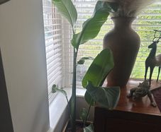 Giant bird of Paradise