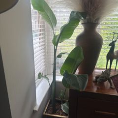 Giant bird of Paradise
