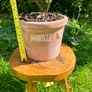 Potted Salvia Hot Lips Image 4
