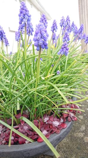 Muscari Seeds / Muscari Bulbs