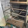bird cage Image 2