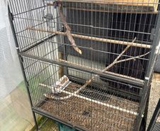 bird cage