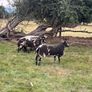 Pedigree Spotted Dutch Sheep Image 3