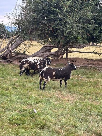 Pedigree Spotted Dutch Sheep