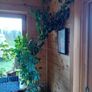Mature Umbrella Plant Image 3