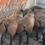 Rams and ewe lambs Image 4