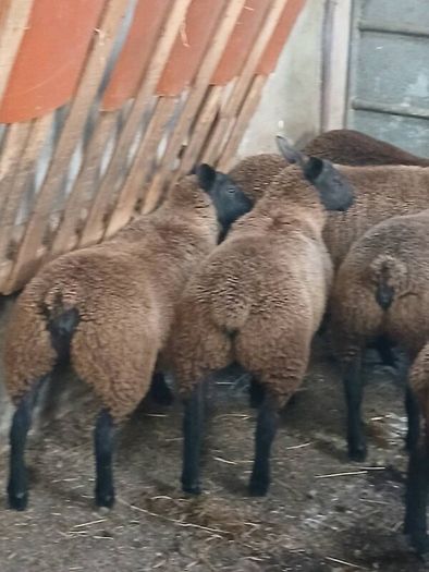 Rams and ewe lambs