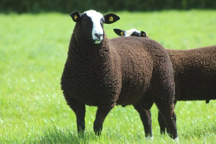 Purebred Zwartbles Ram Lambs & Rams