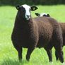 Purebred Zwartbles Ram Lambs & Rams Image 2