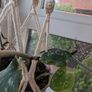 Satin Pothon incl. Hanging Basket and Pot Image 5