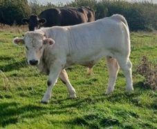 Calves