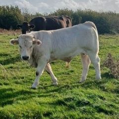 Calves