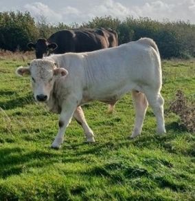 Calves
