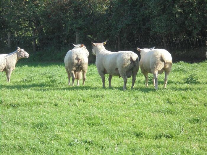 Charolais Ram.  Available.. Available.
