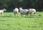 Charolais Ram.  Available.. Available.