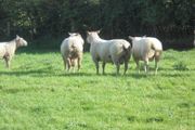 Charolais Ram.  Available.. Available.