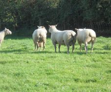 Charolais Ram.  Available.. Available.
