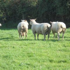 Charolais Ram.  Available.. Available.