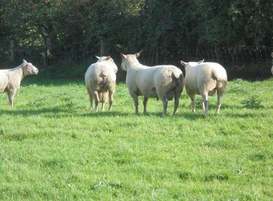 Charolais Ram.  Available.. Available.