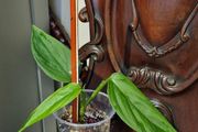 Monstera Obliqua Colombia