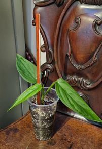 Monstera Obliqua Colombia