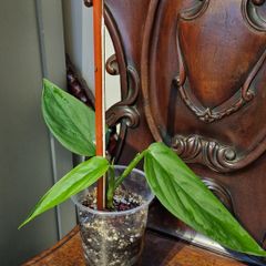 Monstera Obliqua Colombia