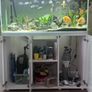 Aquael Opti Glass Aquarium  300L with Cabinet Fluval Filter & Plant Light Image 5