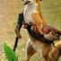 Andyfoxy