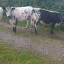 Cows Image 8