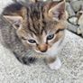 kittens free to a good home Image 3