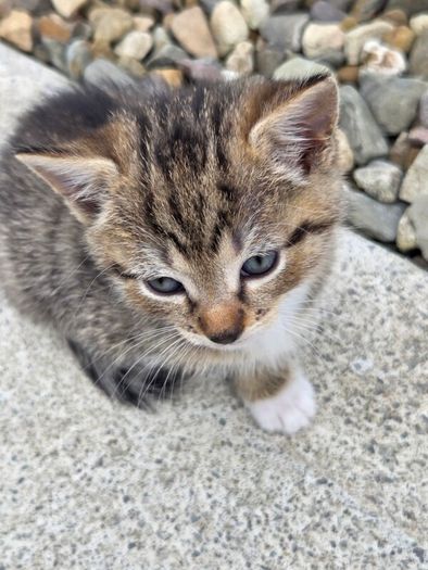 kittens free to a good home