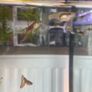 Guppies and guppy grass Image 7