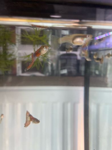 Guppies and guppy grass
