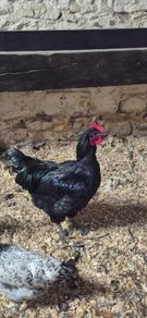 Jersey Giant Roosters