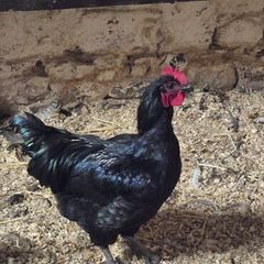 Jersey Giant Roosters